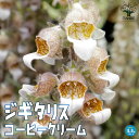 【送料無料】ジギタリス コーヒークリーム(カフェクリーム) 宿根草【花苗 10.5cmポット】キツネノテブクロ、メルトンフォックスグローブ、グランドカバー プランツ 下草 寄せ植え