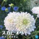 【P2倍★マラソン期間中】スカビオサ・スノーメイデン【花苗 10.5cmポット】白花松虫草 黒花松虫草 マツムシソウ 寄植え 寄せ植え ガーデニング 鑑賞 栽培...