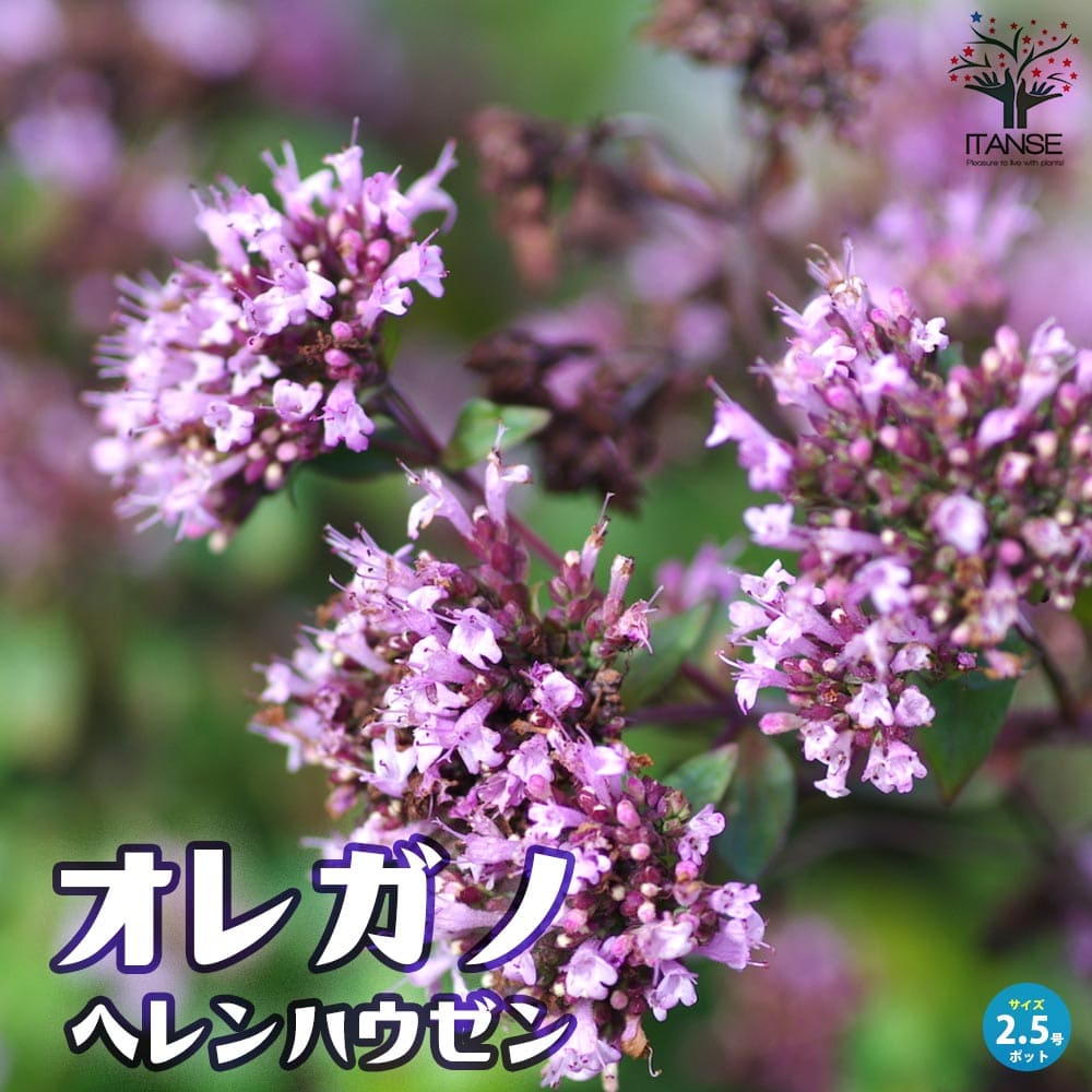 オレガノ ヘレンハウゼンハーブ 花オレガノ Origanum Laevigatum 'Herrenhausen' herb ハナハッカ シソ ギフト プレゼント 贈り物 贈答