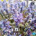 【P2倍★マラソン期間中】アジュガ ディクシーチップ(ディキシー)【花苗 3号ポット】アユガ 西洋キランソウ 十二単 西洋十二単 Ajuga reptans B...