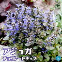 【P2倍★マラソン期間中】アジュガ チョコレートチップ【花苗 3号ポット】アユガ 西洋キランソウ 十二単 西洋十二単 Ajuga reptans Burgund...