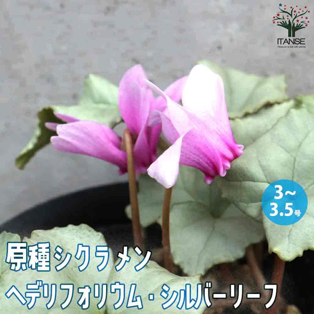 【送料無料】原種シクラメン ヘデリフォリウム シルバーリーフ【花苗 3～3.5号ポット】Cyclamen hederifolium シクラメン カガリビバナ ガーデンシクラメン フラワーギフト プレゼント ギフト 贈答 贈り物