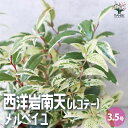【ポイント2倍★マラソン期間】西洋岩南天 メルベイユ 花木苗 3.5号ポット カラーリーフ 園芸品種 花木 花苗 木 ガーデニング 送料無料 即納