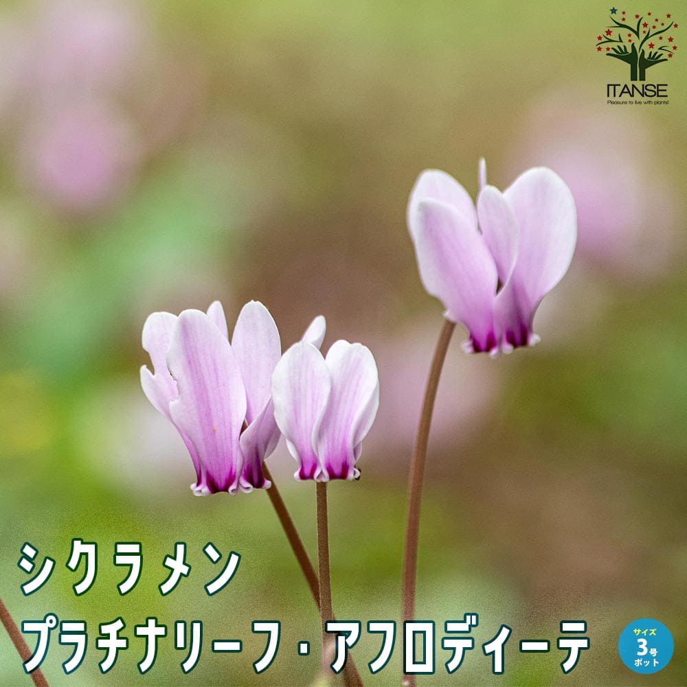 【送料無料】シクラメン プラチナリーフ アフロディーテ【花苗 3号ポット】カガリビバナ Cyclamen persicum 039 Aphrodite 039 フラワーギフト プレゼント ギフト 贈答 贈り物