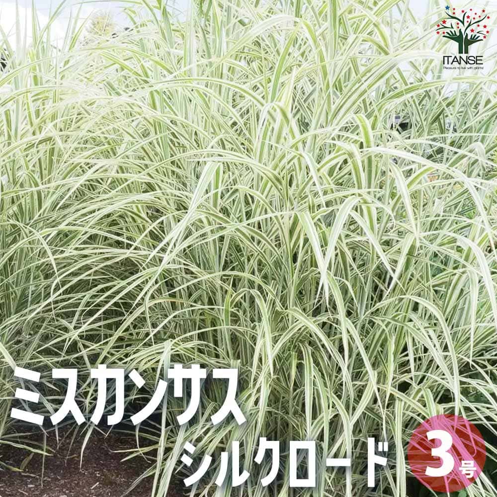 【送料無料】ミスカンサス シルクロード 花苗 3号ポット 花の苗 花苗 丈夫 育てやすい カラーリーフ ミスキャンタス 送料無料 即納