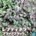 【ポイント2倍★マラソン期間】レプティネラ プラッツブラック 花苗 2.5号ポット ラプティネラ スクウォリダ ラプテネラ レプテネラ 多年草 カラーリーフ 草...