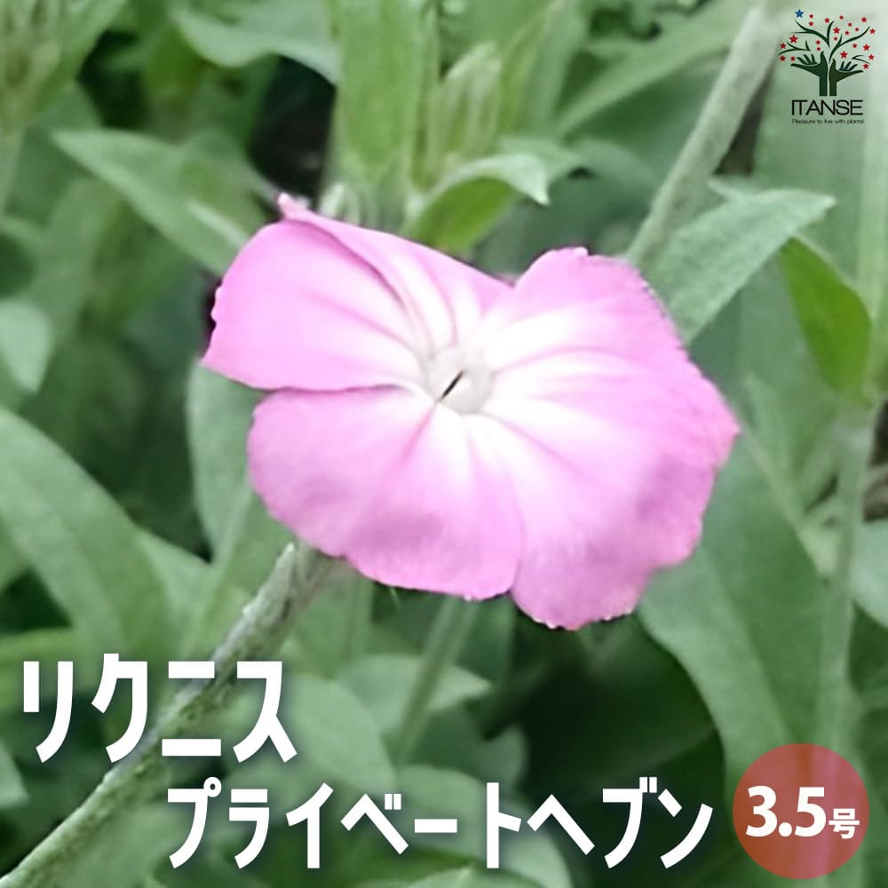 【送料無料】リクニス プライベートヘブン【花苗 3.5号ポット】リクニス Lychnis ナデシコ ラギッドロビン カッコウセンノウ 寄せ植え 花の種 花苗