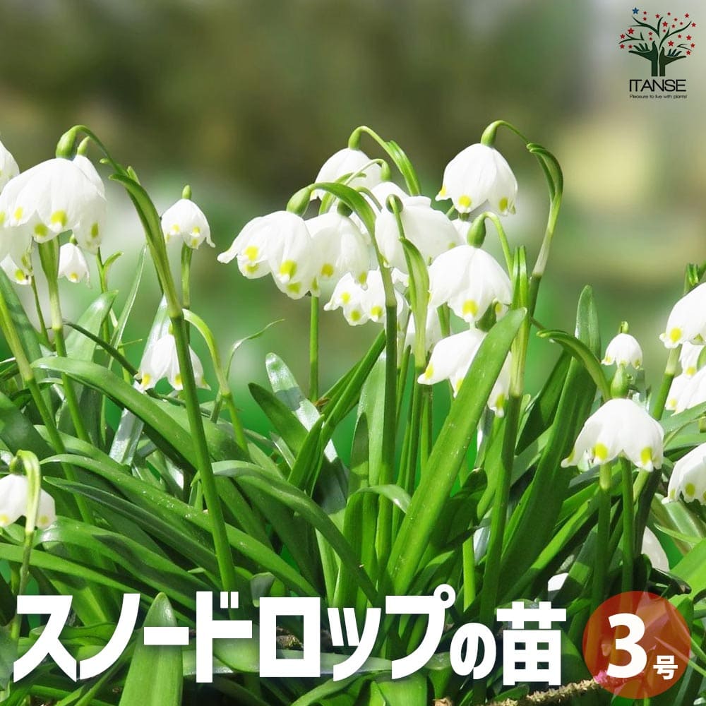 【送料無料】スノードロップ 芽出し苗 花苗 3号ロングポット 芽出し苗 球根苗 待雪草 マツユキソウ 早春 春の花 ガーデニング 送料無料 即納