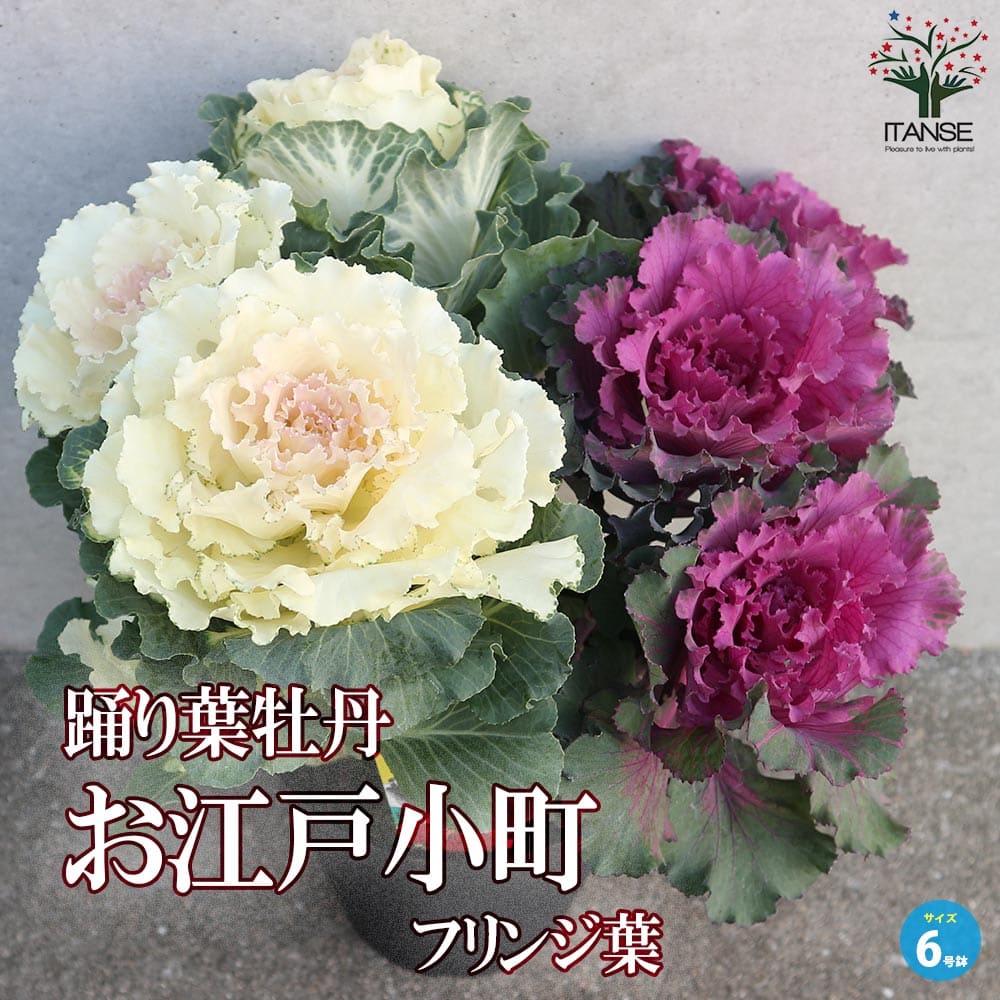 葉牡丹苗の商品画像