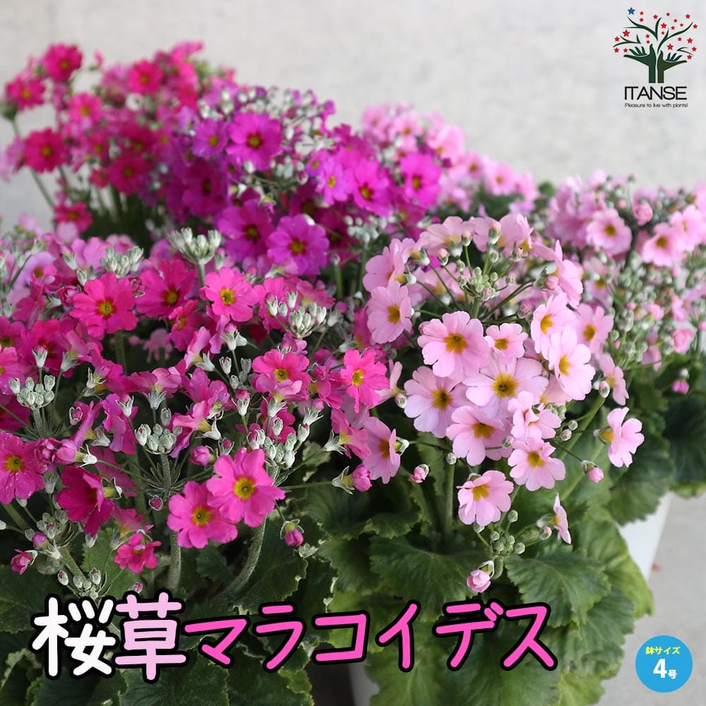 ڥݥ2ܡޥ饽֡ۺޥ饳ǥ  4ݥå Primula malacoides ץ顢Ѻ 祦  ȥ᥶ ...