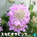 【送料無料】スカビオサ ピンク【花苗 3号ポット】マツムシソウ ブルーバルーン Blue Balloon 寄せ植え