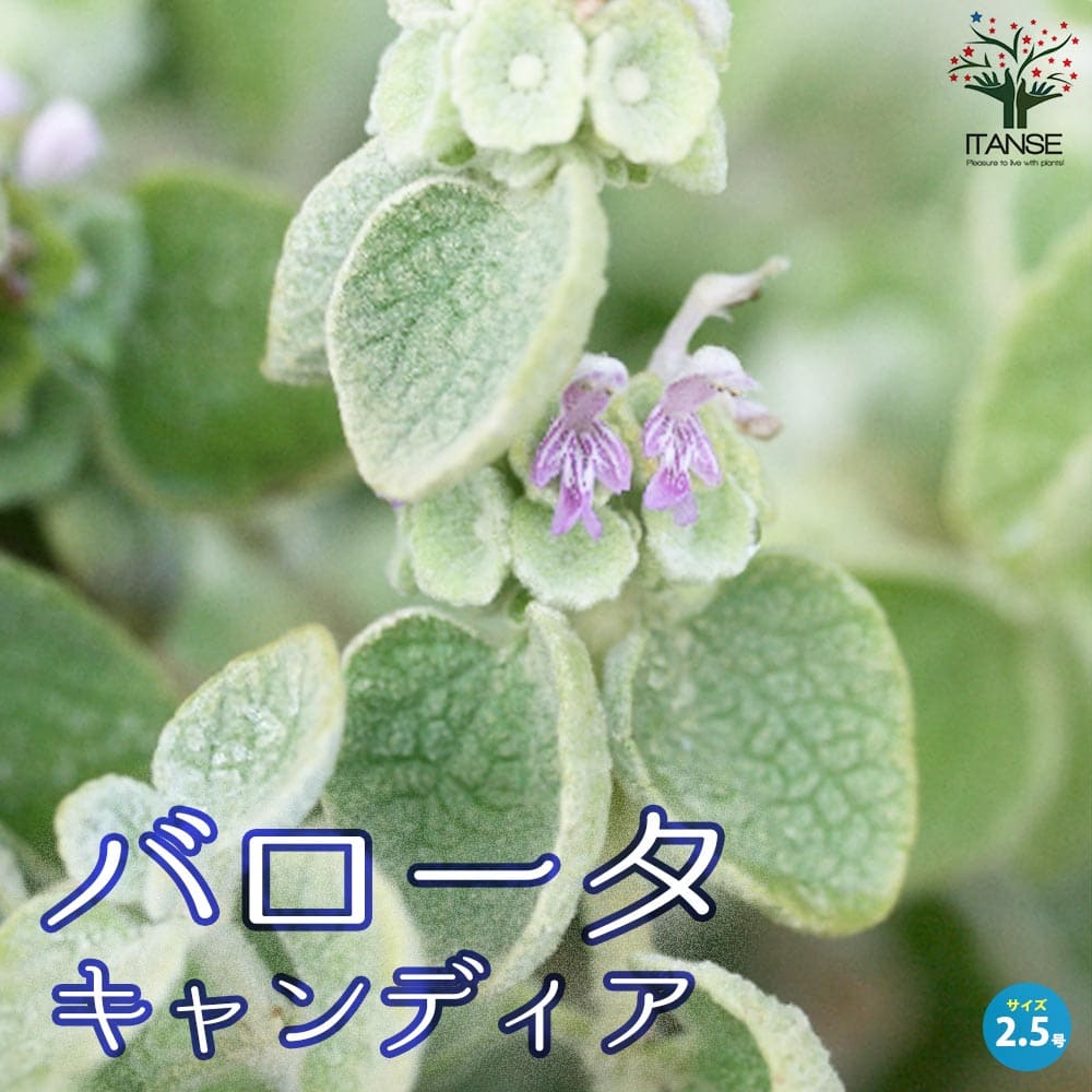 【送料無料】バロータ キャンディア カラーリーフ 花苗 2.5号 シルバーリーフ シルバー 銀葉 銀 Ballota pseudodictamnus 観賞用 ヴァロータ 送料無料 即納