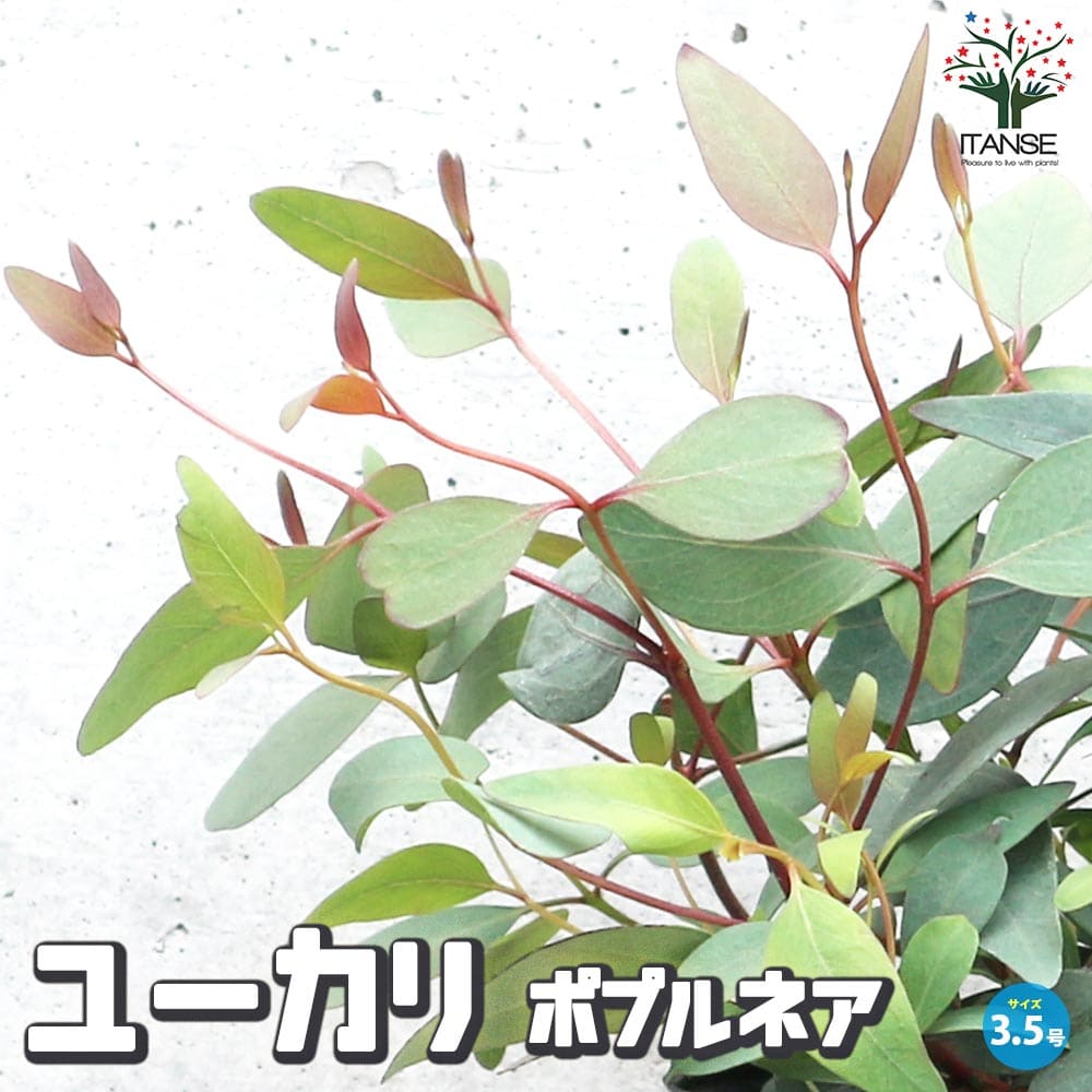 �ڥݥ����2�ܡ��ޥ饽����֡ۥ桼���� �ݥץ�ͥ� ���� 3.5��ݥå��� �桼���� �桼������� �桼��������� ���ˡ� ���˥桼���� ���ˡ��桼���� ���� ...