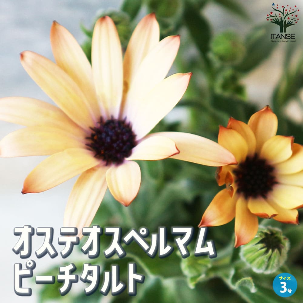 【マラソン中★ポイントUP】オステオスペルマム パティエ ピーチタルト【花苗 3号ロングポット】Osteospermum アフリカンデージー デイジー 寄せ植え ガーデニング