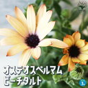 オステオスペルマム パティエ ピーチタルトOsteospermum アフリカンデージー デイジー 寄せ植え ガーデニング