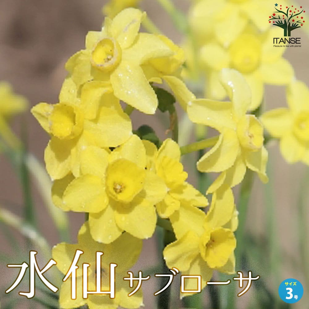 【送料無料】水仙 サブローサ 花苗 3号ロングポット苗