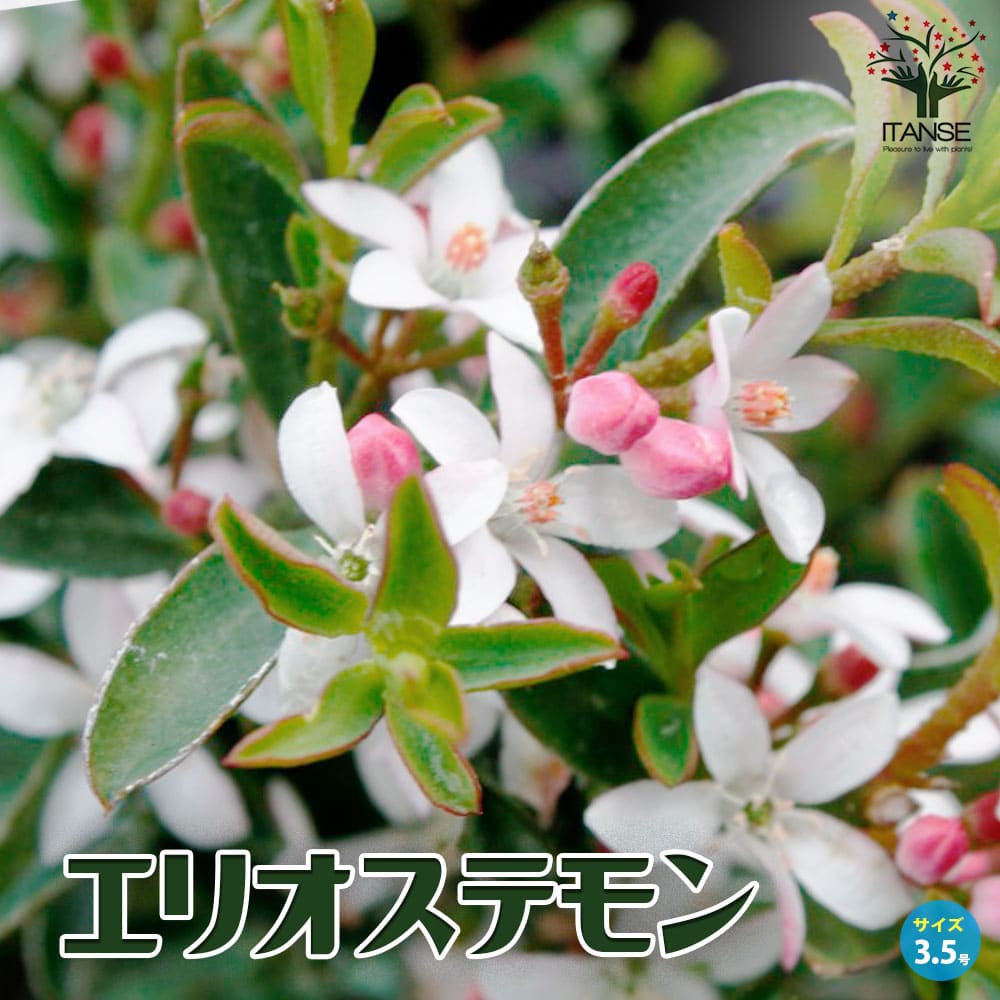 【送料無料】エリオステモン【花苗 3.5号ポット】花木 花木苗 エリオステモン Eriostemon ミカン フィロテカ ワックスフラワー