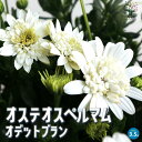 【送料無料】オステオスペルマム オデットブラン【花苗 3.5号鉢】Osteospermum アフリカンデージー デイジー 寄せ植え ガーデニング