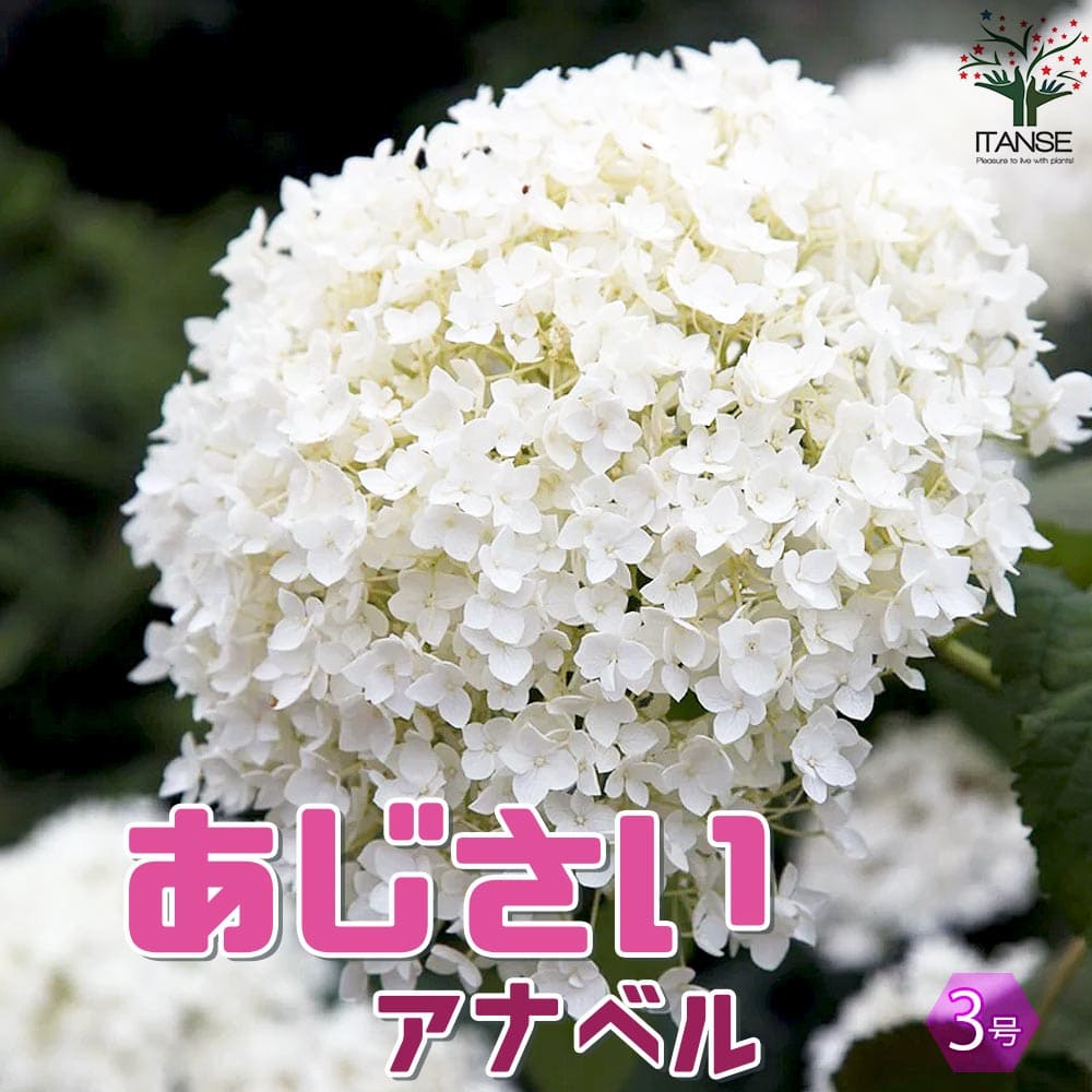 アジサイアナベルあじさい苗あじさい...