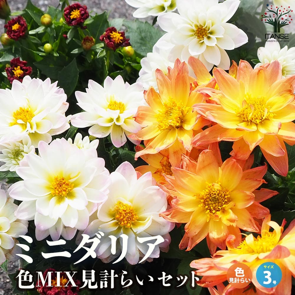 【SS期間★P5倍】ミニダリア 色MIX見計らい 花苗 3号ポット ミニダリア ダリア だりあ Dahlia hybrid キク キク科 寄植え 寄せ植え 送料無料 即納