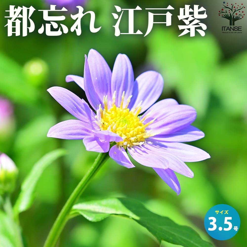 【送料無料】都忘れ 江戸紫 ( ミヤコワスレ エドムラサキ ) 花苗 3.5号ポット 都忘れ ミヤコワスレ Aster savatieri Miyako wasure ミヤマヨメナ 野春菊 ノシュンギク 送料無料 即納