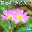 【P2倍★マラソン期間中】都忘れ 浜乙女(ミヤコワスレ・ハマオトメ)【花苗 3.5号ポット】都忘れ ミヤコワスレ Aster savatieri Miyako ...