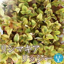 【ポイント2倍★マラソン期間】リシマキア リッシー 花苗 2.5~3号ポット 花苗 花の苗 花 苗 カラーリーフの苗 リシマキア クリーピングジェニー サクラソウ Lysimachia congestiflora 宿根草 送料無料 即納
