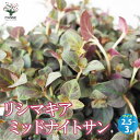 【ポイント2倍★マラソン期間】リシマキア ミッドナイトサン 花苗 2.5~3号ポット 花苗 花の苗 花 苗 カラーリーフの苗 リシマキア クリーピングジェニー サクラソウ Lysimachia congestiflora 宿根草 送料無料 即納