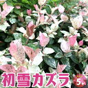 【送料無料】初雪カズラ(ハツユキカズラ)【花苗 5号鉢】花苗 花の苗 花 苗 カラーリーフの苗 初雪カズラ ハツユキカズラ 初雪カヅラ