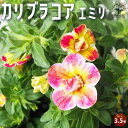 【ポイント2倍★マラソン期間】カリブラコア エミリ 花苗 3.5号 非耐寒性多年草 ( 一年草扱い ) 分枝性に優れていて何度もピンチしても、簡単に次々と花を咲...