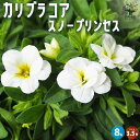 【送料無料】カリブラコア スノープリンセス【花苗 3.5号】非耐寒性多年草(一年草扱い) 分枝性に優れていて何度もピンチしても 簡単に次々と花を咲かせてくれる！