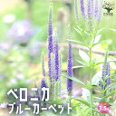 ベロニカ ブルーカーペットVeronica longifolia Charlotte オオバコ ゴマノハグサ クワガタソー