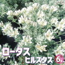 ロータス・ヒルスタスは、地中海沿岸部に分布する、マメ科の常緑性亜低木です。ライムグリーンの葉色がとても美しい品種で、庭植えや寄せ植え素材として非常に人気があります。葉には細かく白い毛が生えており、それが白い輪郭のように、それぞれの葉を浮き出していて、群生していても雑多な印象を持ちにくい、美しい株姿になっています。初夏には白い小さな花を咲かせます。冬の寂しくなりがちな庭でもアクセントとなり、一年中楽しむことができる、すぐれたカラーリーフです。学名：Lotushirsutusタイプ：マメ科ドリグニウム属常緑性亜低木原産地：地中海沿岸英名：Hairycanaryclover草丈：20〜100cm開花時期：5〜7月花色：白耐寒性：-10℃まで耐暑性：強い(高温多湿には弱い)【育て方】■日当たり・置き場所日あたり、風通しの良い場所を好みますが、夏場の直射日光で葉焼けするおそれがあります。夕方には日陰になるような場所が理想です。高温多湿を嫌うので、梅雨時の長雨は避け、軒下などに避難させましょう。また、暖地ではそのまま冬越し出来ますが、寒冷地の場合は、マルチングなどの防寒対策が必要です。■水やり鉢植えの場合は、土の表面が乾いたら、鉢底から流れ出るぐらいたっぷり与えてください。高温多湿が苦手なため、多湿にならないように注意しましょう。真夏日は、朝夕などの涼しい時間帯に水やりしましょう。地植えの場合は、根付いたら基本的に必要ありません。雨が降らない日が続いたら水やりをしましょう。■用土水はけと通気性の良い、やせた土壌を好みます。市販の草花用培養土を使用するか、赤玉土小粒6，腐葉土3、パーライト1の割合で配合し、元肥として緩効性肥料を適量混ぜ込んだものがよいでしょう。■肥料庭植え、鉢植え共に、年に2度、春と秋に緩効性の置き肥や液肥を与えてください。夏場の肥料は、根を傷めてしまう場合があるので、控えましょう。■病害虫目立った病害虫はありません。【お読みください】植物には個体差があり、お届け時には掲載画像と異なったイメージになる場合が御座います。背丈・株張りなどは出荷タイミングや季節などで、小さくなったり大きくなったりします。植物の状態を確認し、生育に問題が無い事を確認して出荷しております。ご了承ください。【検索キーワード】花木苗 花木の苗 ロータス ヒルスタス Hairy canary clover Lotus hirsutus カラーリーフ マメ 耐寒性 耐暑性 低木 鑑賞 ガーデン 鉢植え 庭植え 冬 地植え 玄関 花壇 生花 庭の花 鉢花 ベランダ 室内 ギフト 贈り物 プレゼント 切り花 切花 草花の苗 草花 母の日 父の日 ガーデン ガーデニング リース 寄せ植え 寄植 コンテナ プランター 育て方 育てやすい イタンセ ITANSE 送料無料