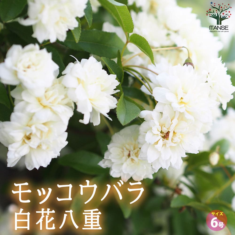 【送料無料】モッコウバラ 八重咲き 白花の苗 【花苗 6号鉢／1個売り】モッコウバラ苗 モッコウバラの苗 八重咲き 薔薇苗 バラ苗 原種バラ苗 八重のサムネイル