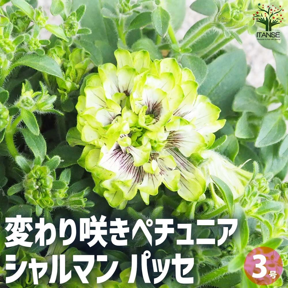 藥草類 - 【送料無料】変わり咲きペチュニア シャルマン パッセ 花苗 3号ロングポット 花 花苗 花の苗 ペチュニア 衝羽根朝顔 ツクバネアサガオ Petunia hybrida 送料無料 即納