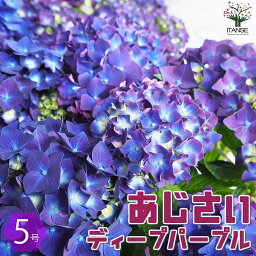 紫陽花 ディープパープル 【送料無料】アジサイ ディープパープル【花苗 5号鉢】あじさい苗 あじさいの苗 アジサイ苗 アジサイの苗 紫陽花苗 紫陽花の苗 ガーデニング PVP