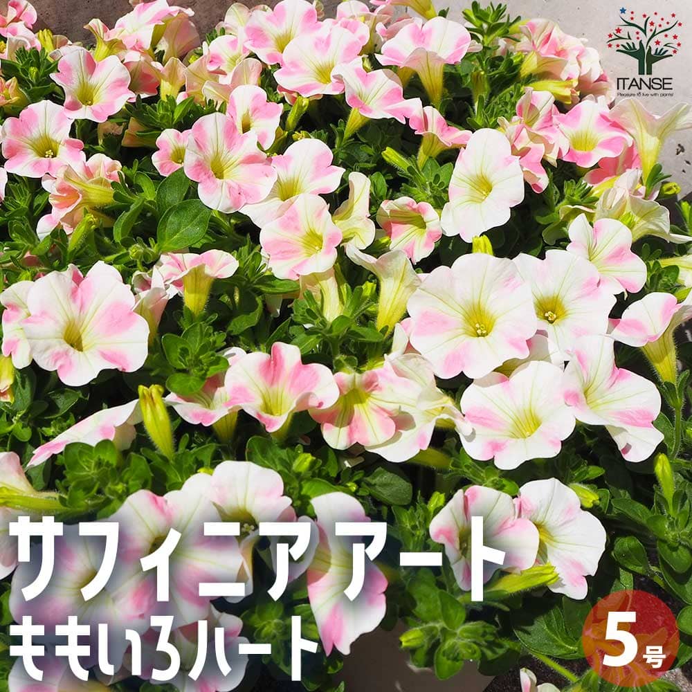 サフィニア苗の商品画像
