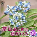 【ポイント2倍★マラソン期間】常山アジサイ 碧のひとみ 花苗 3号ポット 花木 花木の苗 花の苗 常山アジサイ ディロクア ジョウザンアジサイ 常緑アジサイ 送...
