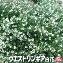 【P2倍★マラソン期間中】ウエストリンギア 白花【花苗 5号ポット】ウエストリンギア オーストラリアンローズマリー ミントブッシュ 灌木 かんぼく 丈夫 低木 ...