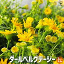 【ポイント2倍★マラソン期間】ダールベルグデージー 花苗 3号〜3.5号ポット苗 花の苗 多年草 一年草 寄植え 寄せ植え 送料無料 即納