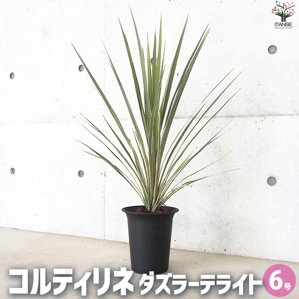 【マラソン中★ポイントUP】コルディリネ ダズラーデライト【花苗 6号鉢】園芸品種 苗木 花木 植木 庭木 ガーデニング シンボルツリー 鑑賞