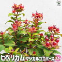 【ポイント2倍★マラソン期間】ヒペリカム マジカルユニバース 花苗 3.5号ポット オトギリソウ Hypericum Miracle night トリカラー 黄...