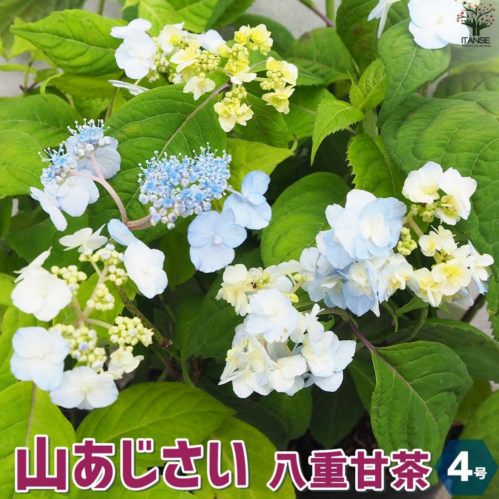 山アジサイ八重甘茶花苗4号ポット花...