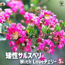【ポイント2倍★マラソン期間】矮性サルスベリの苗木 品種:With Love チェリー 花苗 5号ポット 花木 花木の苗 花の苗 矮性 サルスベリ 百日紅 ヒャ...