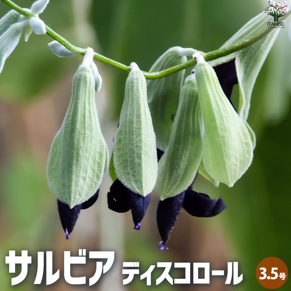 Rakuten - 【送料無料】サルビア ディスコロール 花苗 3.5号ポット 花の苗 サルビア 初心者 鉢植え 地植え ガーデニング 送料無料 即納