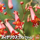 【ポイント2倍★マラソン期間】フィゲリウス ファンファーレ 花苗 3.5号ポット 花の苗 ケープフクシア ガーデニング 鉢植え 地植え 送料無料 即納