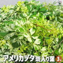 【ポイント2倍★マラソン期間】アメリカヅタ 斑入り葉 花苗 3号ポット カラーリーフ 花の苗 つる性 ツル性 送料無料 即納