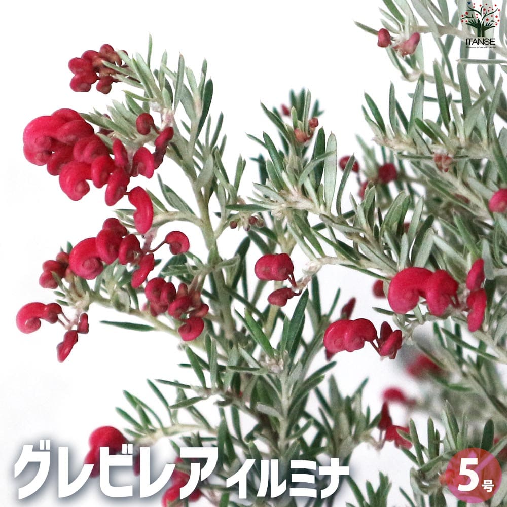 楽天市場】グレビレア(苗物|ガーデニング・農業):花 楽天市場】グレビレア(苗物|ガーデニング・農業):花