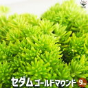 【ポイント2倍★マラソン期間】セダム ゴールドマウンド 花苗 9cmポット グランドカバー 観葉植物 リビング オフィス インテリア 送料無料 即納
