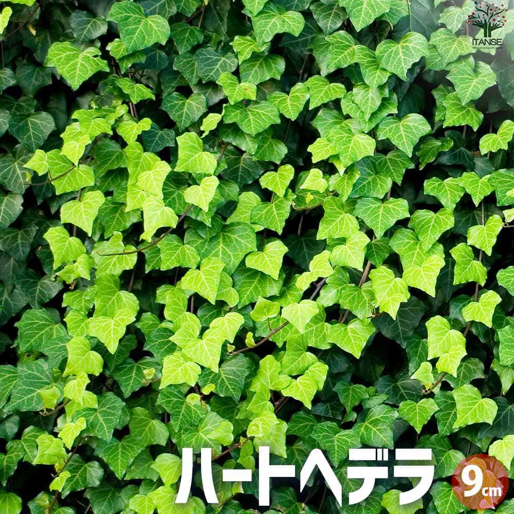 ڥݥ2ܡޥ饽֡ۥإǥ ϡȥإǥ  9cmݥå 顼꡼ ɥС ϥ󥭥 ֤ տʪ ̵ ¨Ǽ